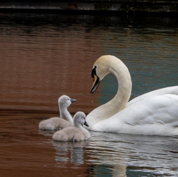 Annie with our two precious cygnets #swan #muteswan #mute...