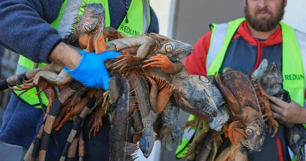 Une “pluie d’iguanes” s’abat sur la Floride