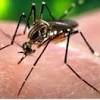 Zika virus news