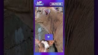 Chevron envía 11 buques a Venezuela consolidado como único exportador de petróleo | Reporte Indigo