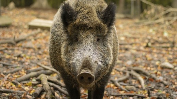 Il "s’est acharné sur lui" : un sanglier traqué se retourne et attaque violemment un chasseur lors d’une battue