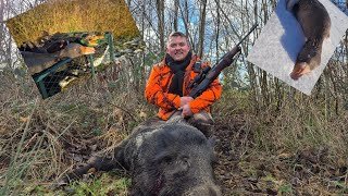 Gros sanglier au poste 🔥Bonnus cendrée a la pose ⭐️⭐️