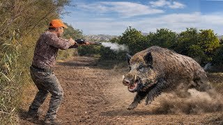 Chasse Sanglier au maroc | Wild Boar #hunting  2025-2026 (Partie 24) 🐗