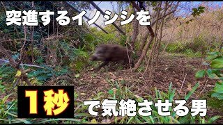 【ハンターの早技】畑に侵入するイノシシを捕獲して１秒で気絶させる男（いつも利用しているセンサーの紹介もあります）
