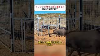 イノシシが次々と罠に捕まる！驚きの光景とは？ #イノシシ #罠 #トウモロコシ #野生動物 #捕獲