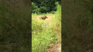 うり坊追いかけたら、恐怖！ママイノシシに襲われる。