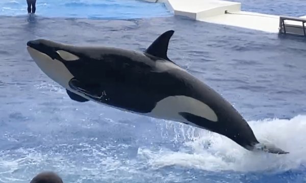 須磨シーワールド、兵庫県民の入館料400円値引き　「感謝月間」１月13日〜２月28日に