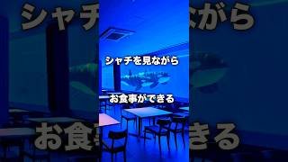 バイトをサボって水族館行ってみた　#須磨シーワールド