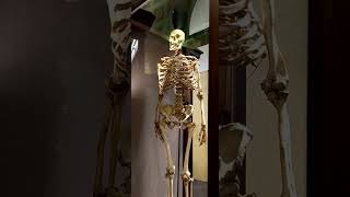 Экспонаты Кунсткамеры #питервкармане #кунсткамера