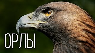 Орел: Повелитель Неба | Интересные факты про орлов
