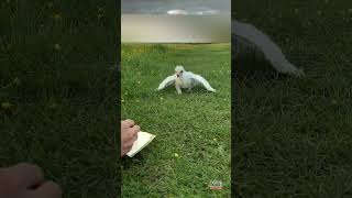 Птенец орла выпал из гнезда и бродил по округе, пока парень не нашел