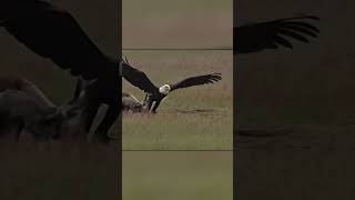 Орел Атаковал Лису На Полной Скорости