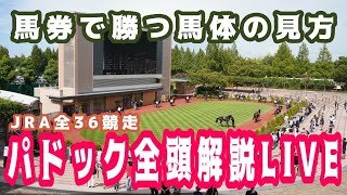 【JRAライブ】競馬記者が全レースのパドックを解説【シンザン記念】