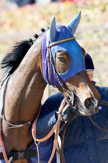 【レスキュー隊の月曜競馬コラム・中山12Ｒ】｜最終レスキュー 最後にアナタを助…