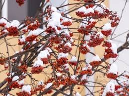 воронеж новости сейчас