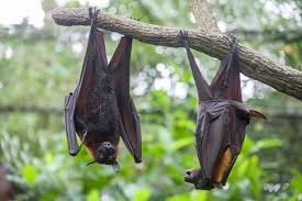 nipah virus outbreak latest news