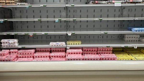 Pour quelles raisons est-il si difficile de trouver des &oelig;ufs ?