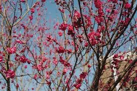 date printemps 21 mars