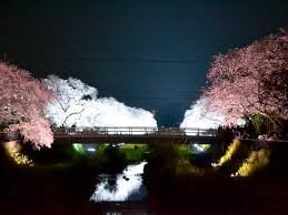 野川 桜 ライトアップ