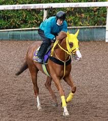 ボルドグフーシュ