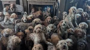 250 dogs found uk house