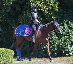 ニュージーランドt