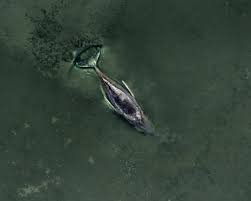 humpback whale stranded baltic