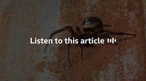 false widow