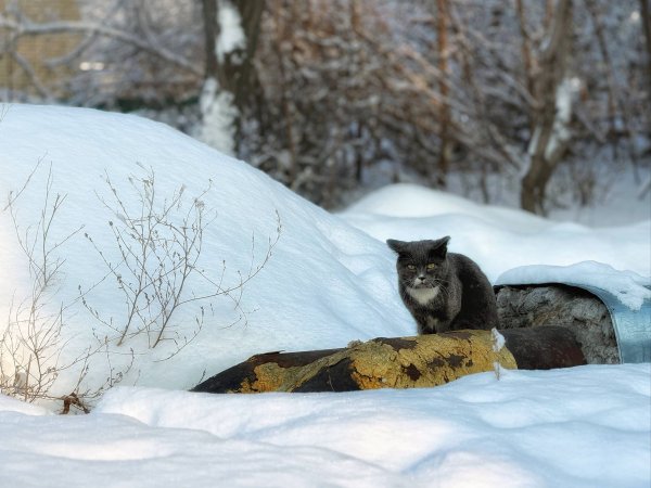 Нужно ли ребёнку ходить в школу в сильные морозы
