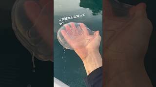 電撃が走るクラゲ持ってみた…#クラゲ#海#痛い