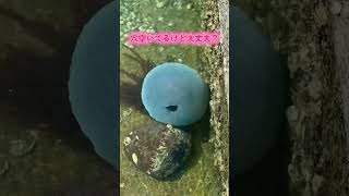 漁港で巨大◯◯◯に遭遇！デカすぎ！#巨大生物#クラゲ
