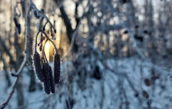 После ночных минус 40 в Челябинской