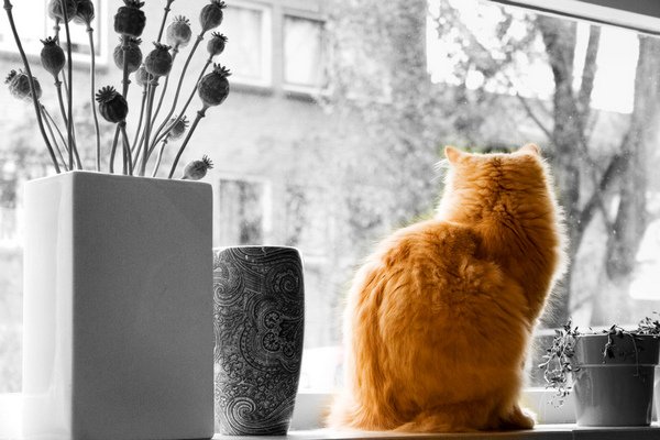 Нет плохой погоды, погода всегда хорошая, если правильно одеться. Представляем прогноз на 15 января в Брянске