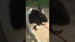 cute got baby #youtubeshorts #got #shots