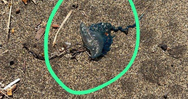 They find Portuguese caravels on beaches of the south of Lanzarote