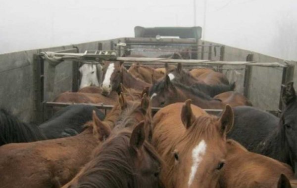 Восемь лошадей не дали увезти в К&#x