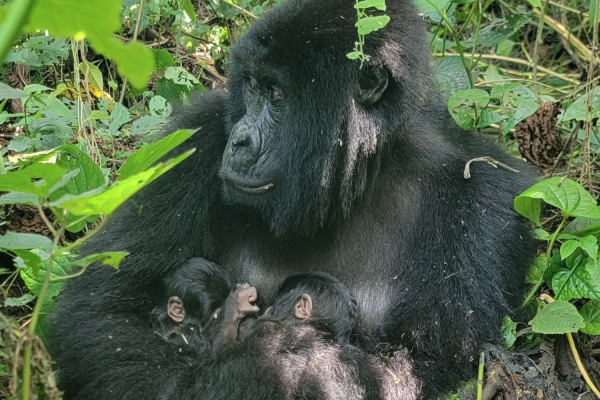 Rare Twin Mountain Gorillas Born in the Congo, Giving Hope to Those Working to Conserve the Endangered Animals
