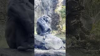 Tax avoidance gorilla #funny #gorilla #monkey