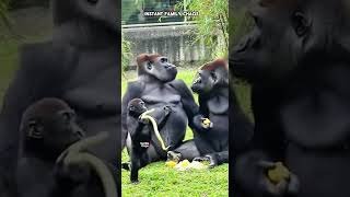 Sweet Gorilla Romance Turns Chaos 🙈 #gorilla #gorillatag #funny #fyp #trending