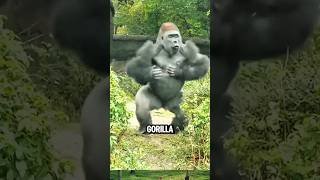 You Won’t Believe a Gorilla’s Power😱