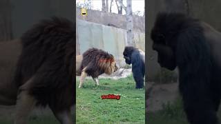 Lion VS Gorilla Meet Secretly at The Zoo!