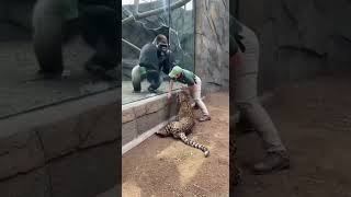 Gorilla Smashes the Glass to Save the Keeper