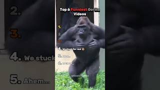 Ranking Funniest Gorilla Videos That'll Break You 😂🐵