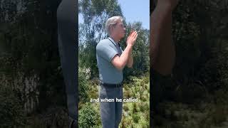 Gorilla Reunites With Friend After 5 Years 🥲