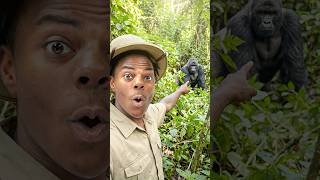 I Went Gorilla Trekking In Rwanda 🇷🇼🇷🇼