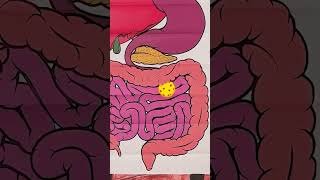 🍪 What Happens to a Cookie After You Eat It? 🤔💩 #cookie #learn