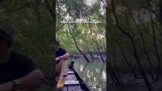 World’s Largest Mangrove forest , Sunderbans #sunderbans #mangroveforest #westbengal #tiger