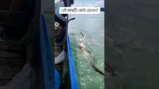 Amezing fishing shorts video #sundarban #river #fishing #shorts #video