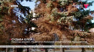 Судьба елей у администрации города Тюмени