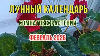 Лунный календарь пересадки комнатных цветов на ФЕВРАЛЬ 2026 🌙 Благоприятные и Неблагоприятные дни
